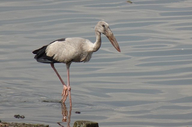 Free download bird stork animal feathers plumage free picture to be edited with GIMP free online image editor