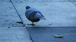 Descarga gratuita Bird Street Pigeon: video gratuito para editar con el editor de video en línea OpenShot