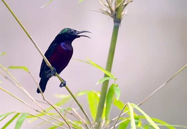 ດາວ​ໂຫຼດ​ຟຣີ​ຮູບ​ພາບ​ສັດ​ປ່າ sunbird ນົກ​ຊະ​ນິດ​ຟຣີ​ທີ່​ຈະ​ໄດ້​ຮັບ​ການ​ແກ້​ໄຂ​ທີ່​ມີ GIMP ຟຣີ​ບັນ​ນາ​ທິ​ການ​ຮູບ​ພາບ​ອອນ​ໄລ​ນ​໌​