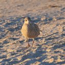 Birds walk on the sand  screen for extension Chrome web store in OffiDocs Chromium