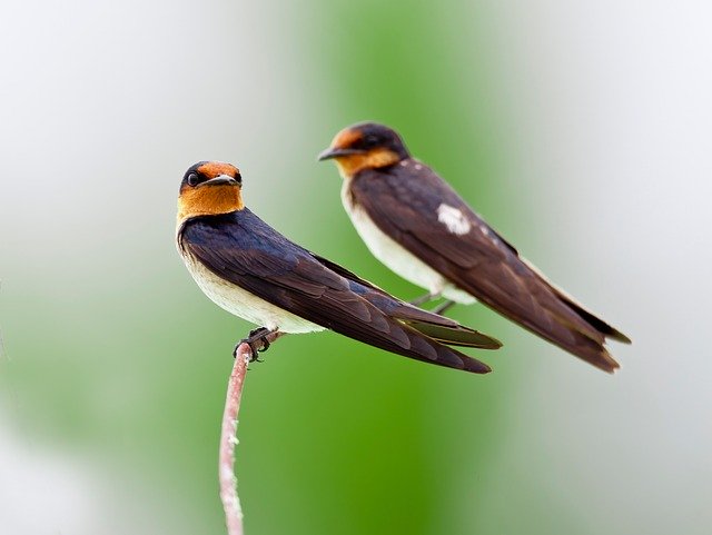 Bezpłatne pobieranie jaskółki ptaka, jeśli nie usterki, darmowe zdjęcie do edycji za pomocą bezpłatnego internetowego edytora obrazów GIMP