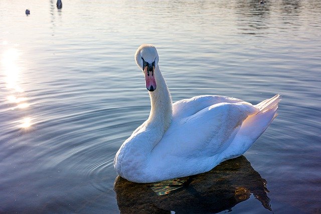 Free download bird swan ornithology avian animal free picture to be edited with GIMP free online image editor