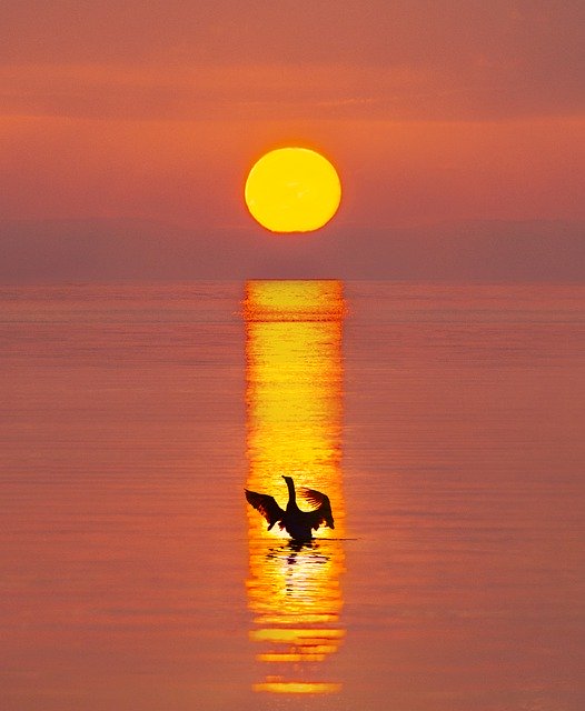 Free download bird swan sunrise dawn river free picture to be edited with GIMP free online image editor