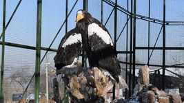 Free download Birds Zoo Beak Feathered -  free video to be edited with OpenShot online video editor