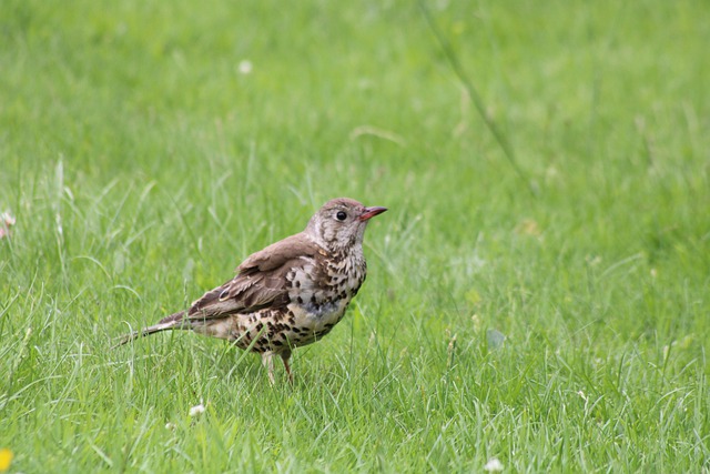 Free download bird thrush spring summer nature free picture to be edited with GIMP free online image editor