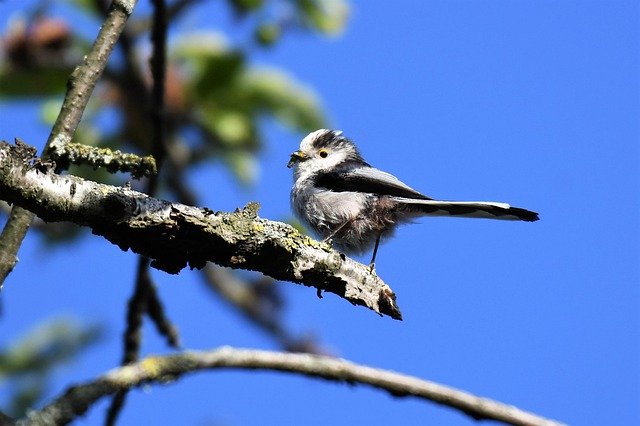 Free download bird tit animal feathers plumage free picture to be edited with GIMP free online image editor