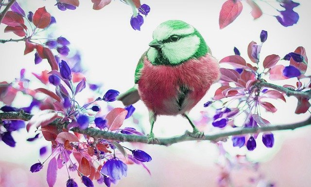 免费下载鸟树自然树野生动物免费图片可使用 GIMP 免费在线图像编辑器进行编辑