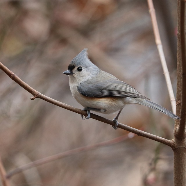 Unduh gratis burung berumbai titmouse ornitologi gambar gratis untuk diedit dengan editor gambar online gratis GIMP