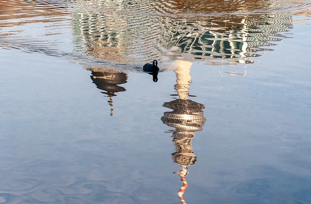 Free download bird water reflection water bird free picture to be edited with GIMP free online image editor