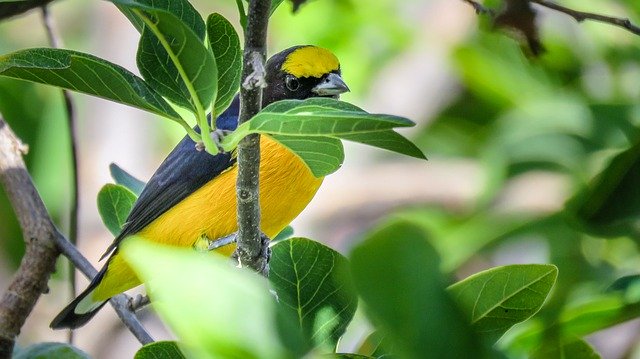 Scarica gratuitamente l'uccello, beh, ho visto un'immagine tropicale colorata gratuita da modificare con l'editor di immagini online gratuito GIMP