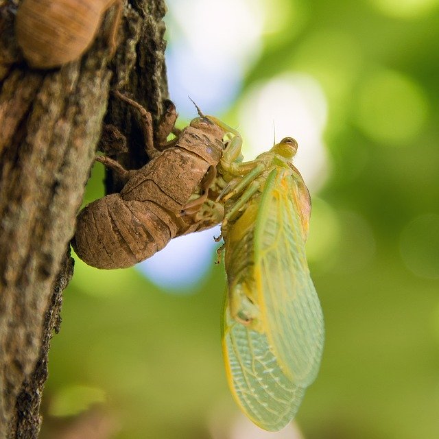 Free download birth cicada windmill gard free picture to be edited with GIMP free online image editor