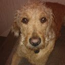 Biscuit Labradoodle scherm voor uitbreiding Chrome webwinkel in OffiDocs Chromium