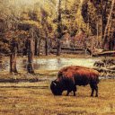 Bison  screen for extension Chrome web store in OffiDocs Chromium