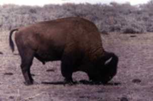 ดาวน์โหลดฟรี BisonatYellowstone_1 ภาพถ่ายหรือรูปภาพที่จะแก้ไขด้วยโปรแกรมแก้ไขรูปภาพออนไลน์ GIMP