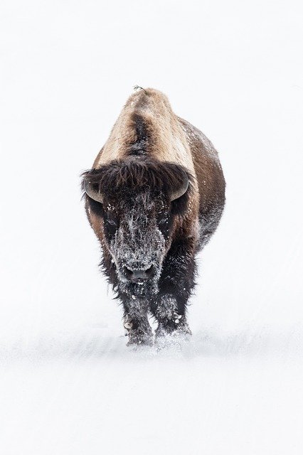 Download gratuito Bison Buffalo Snow modello di foto gratuito da modificare con l'editor di immagini online GIMP