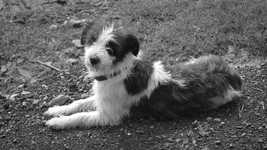 Free download Black And White Animal Dog -  free video to be edited with OpenShot online video editor
