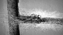 Free download Black And White Arachnid Insect -  free video to be edited with OpenShot online video editor