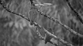 Free download Black And White Birds Bird -  free video to be edited with OpenShot online video editor