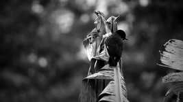 Free download Black And White Birds Carpenters free video to be edited with OpenShot online video editor