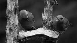 Free download Black And White Birds Nature -  free video to be edited with OpenShot online video editor