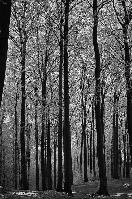 دانلود رایگان قالب عکس رایگان Black and White Forest Landscape برای ویرایش با ویرایشگر تصویر آنلاین GIMP