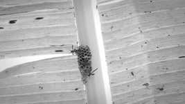 Unduh gratis video gratis Black And White Hive Wasps untuk diedit dengan editor video online OpenShot