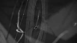 Free download Black And White Insects Web -  free video to be edited with OpenShot online video editor