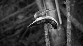 Free download Black And White Nature Bird -  free video to be edited with OpenShot online video editor