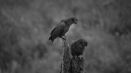Free download Black And White Nature Birds -  free video to be edited with OpenShot online video editor