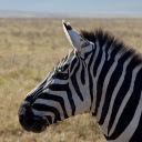 Black and white zebra  screen for extension Chrome web store in OffiDocs Chromium