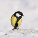 BLACK AND YELLOW BIRD Theme  screen for extension Chrome web store in OffiDocs Chromium