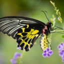 Black and yellow butterfly  screen for extension Chrome web store in OffiDocs Chromium