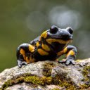 black and yellow frog  screen for extension Chrome web store in OffiDocs Chromium