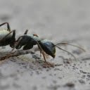 Black Ant  screen for extension Chrome web store in OffiDocs Chromium