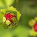 Black ant on red fruit  screen for extension Chrome web store in OffiDocs Chromium