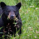 Black Bear  screen for extension Chrome web store in OffiDocs Chromium