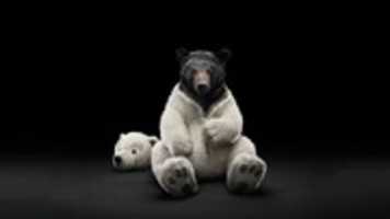 Gratis download Black Bear gratis foto of afbeelding om te bewerken met GIMP online afbeeldingseditor