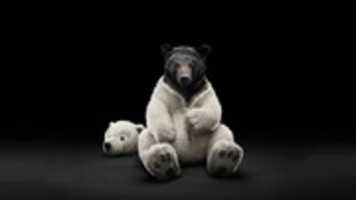 ดาวน์โหลดภาพหรือภาพ Black Bear ฟรีเพื่อแก้ไขด้วยโปรแกรมแก้ไขรูปภาพออนไลน์ GIMP