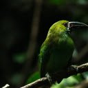 Black billed bird  screen for extension Chrome web store in OffiDocs Chromium