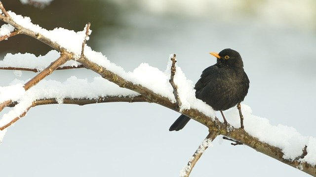 Free download blackbird bird nature animal snow free picture to be edited with GIMP free online image editor