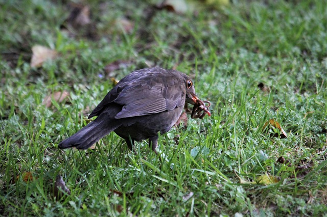 Бесплатно скачать черный дрозд евразийский наблюдение за птицами бесплатное изображение для редактирования с помощью бесплатного онлайн-редактора изображений GIMP