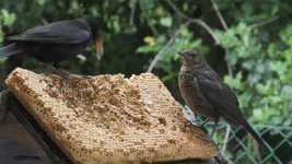Free download Blackbird Feeding Young Bird -  free video to be edited with OpenShot online video editor