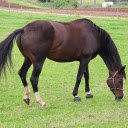 Black brown horse with white legs  screen for extension Chrome web store in OffiDocs Chromium