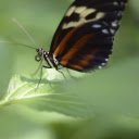 Black butterfly  screen for extension Chrome web store in OffiDocs Chromium