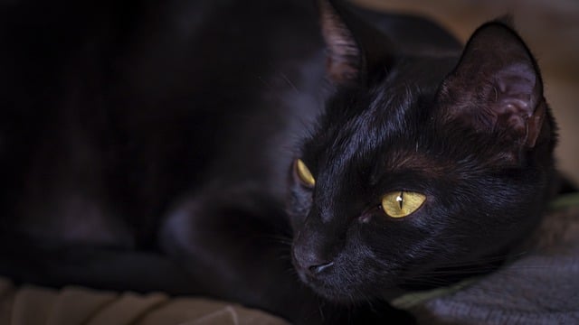 ດາວໂຫຼດຟຣີ ແມວດໍາ ແມວ feline pet animal free picture to be edited with GIMP free online image editor