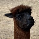 Black coffee alpaca  screen for extension Chrome web store in OffiDocs Chromium