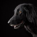 Black dog  screen for extension Chrome web store in OffiDocs Chromium