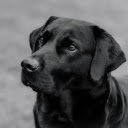 Black dog  screen for extension Chrome web store in OffiDocs Chromium