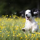 Black eared dog  screen for extension Chrome web store in OffiDocs Chromium