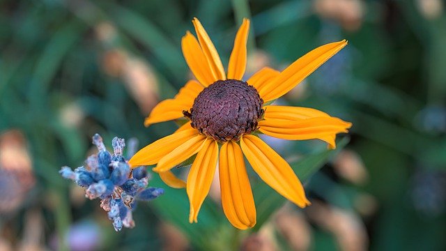 Descarga gratis la imagen gratuita de la flor de susan de ojos negros para editar con el editor de imágenes en línea gratuito GIMP